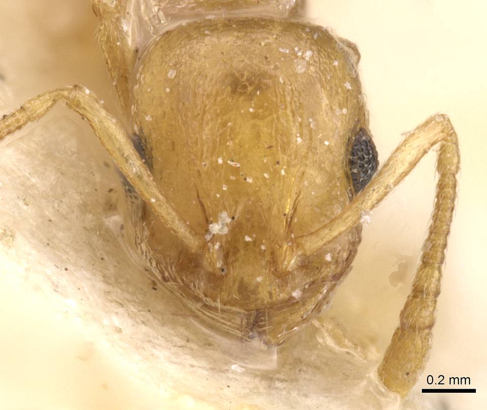 Temnothorax auresianus