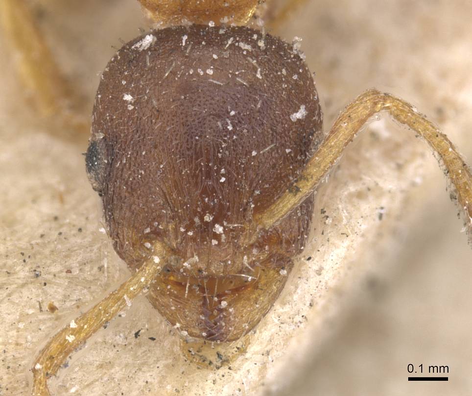 Temnothorax aveli