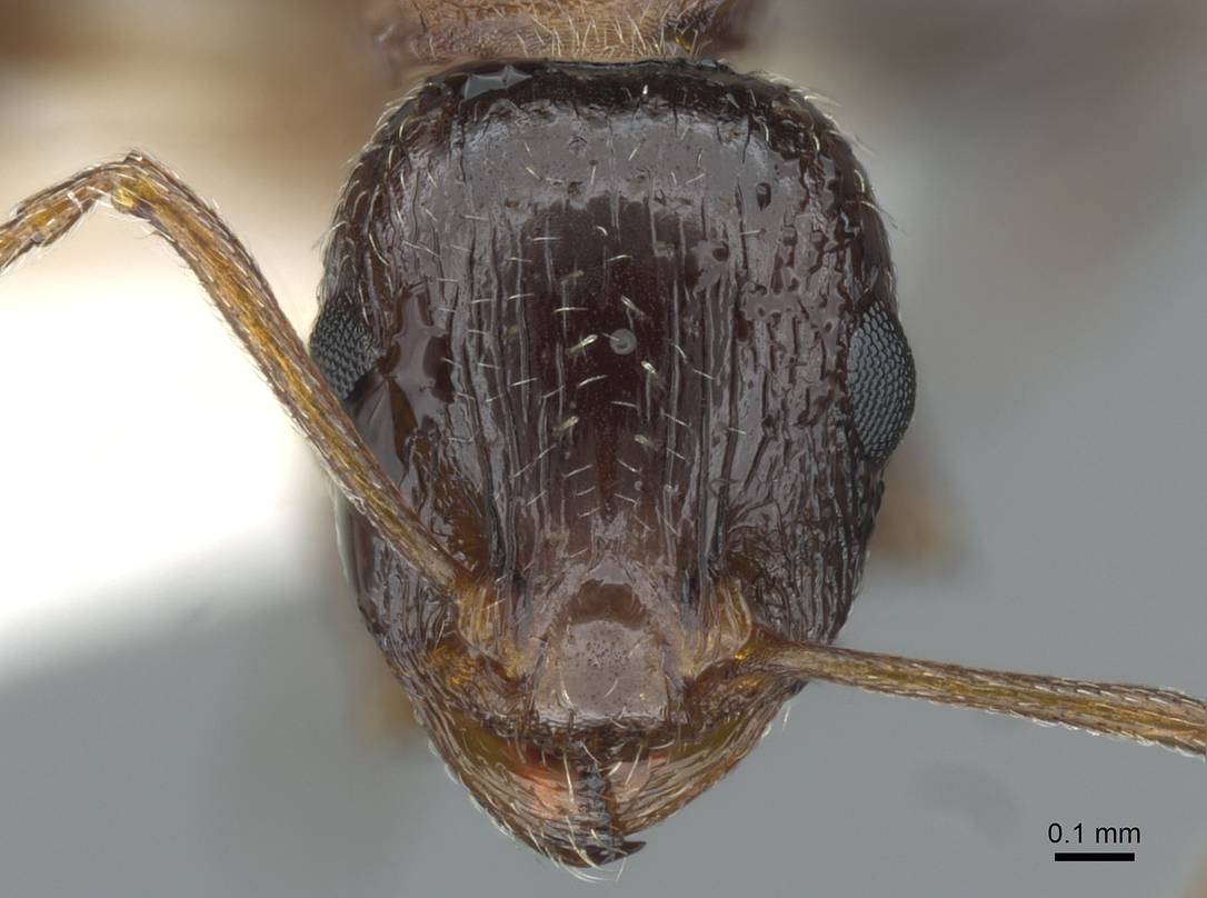 Temnothorax bimbache