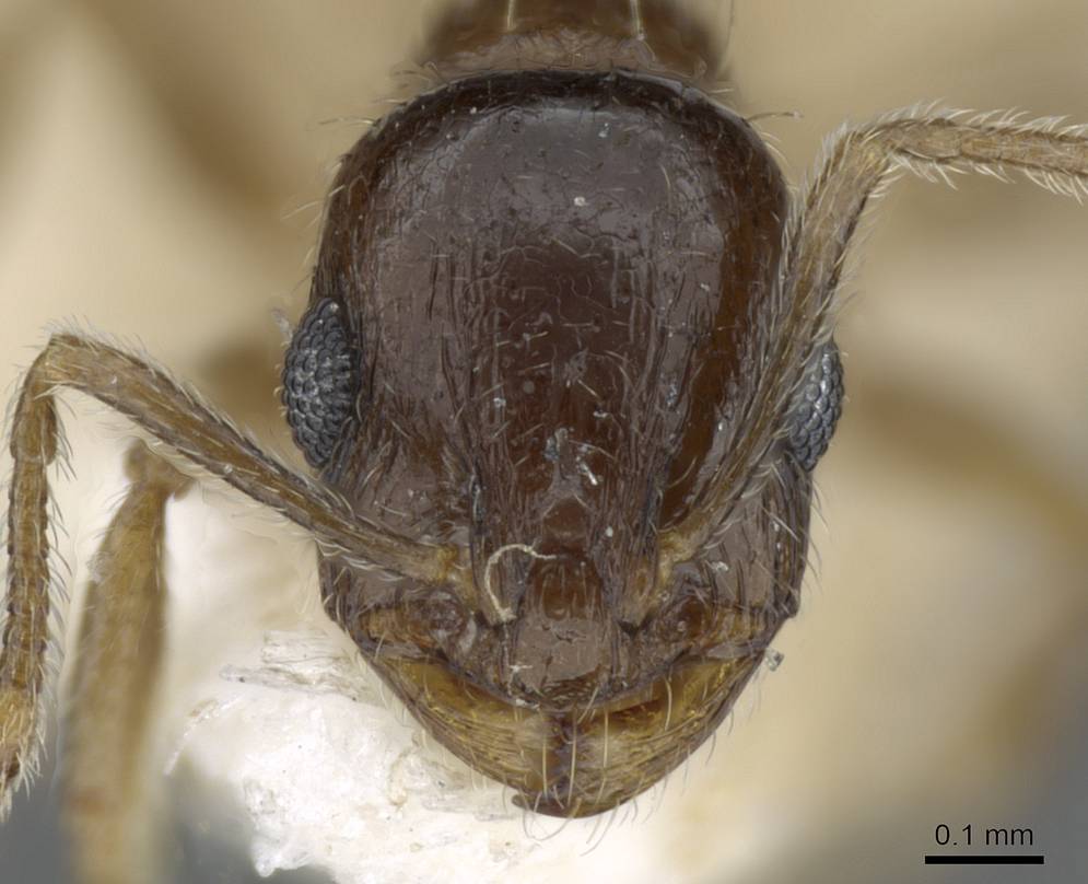 Temnothorax caesari