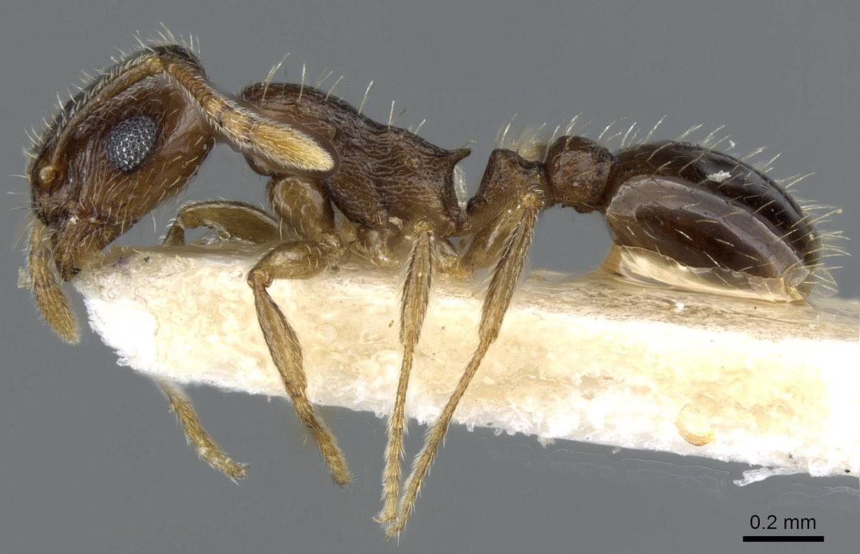 Temnothorax caesari