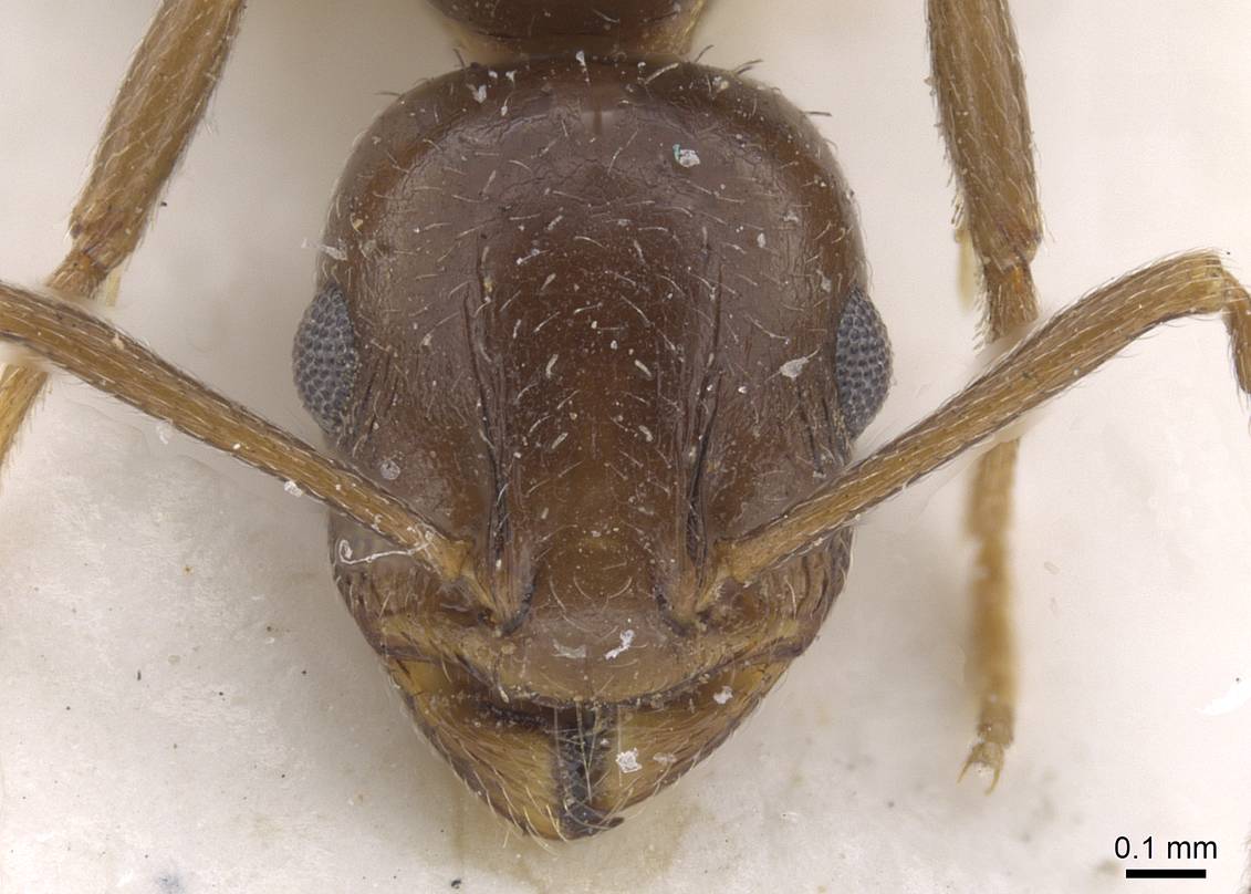 Temonothorax cagnianti