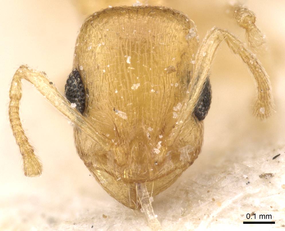 Temnothorax canescens