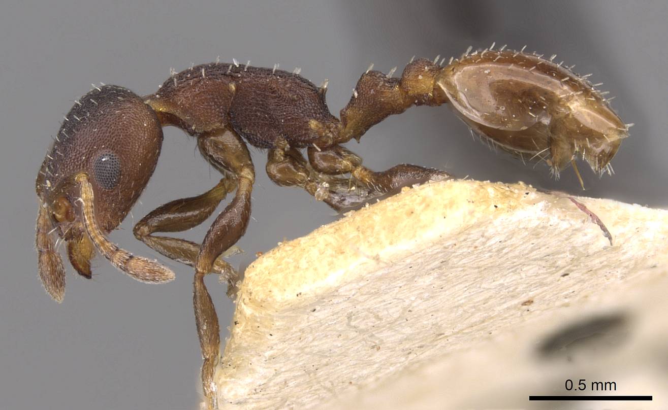 Temnothorax convexus