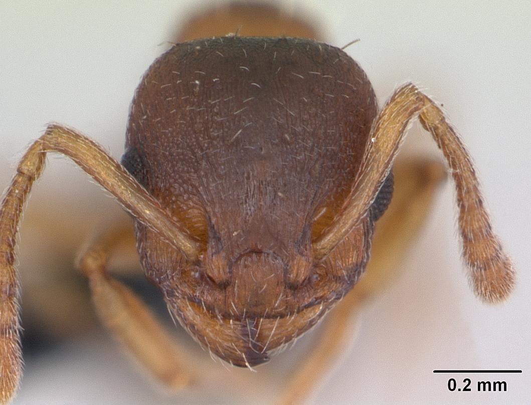 Temnothorax crassispinus