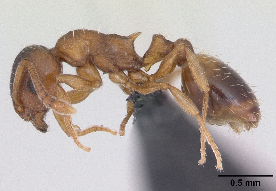 Temnothorax crassispinus