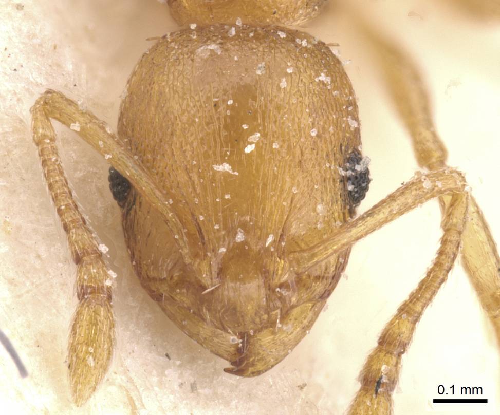 Temnothorax curtulus