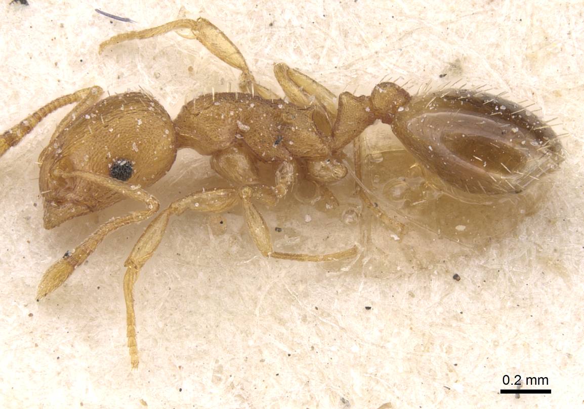 Temnothorax curtulus