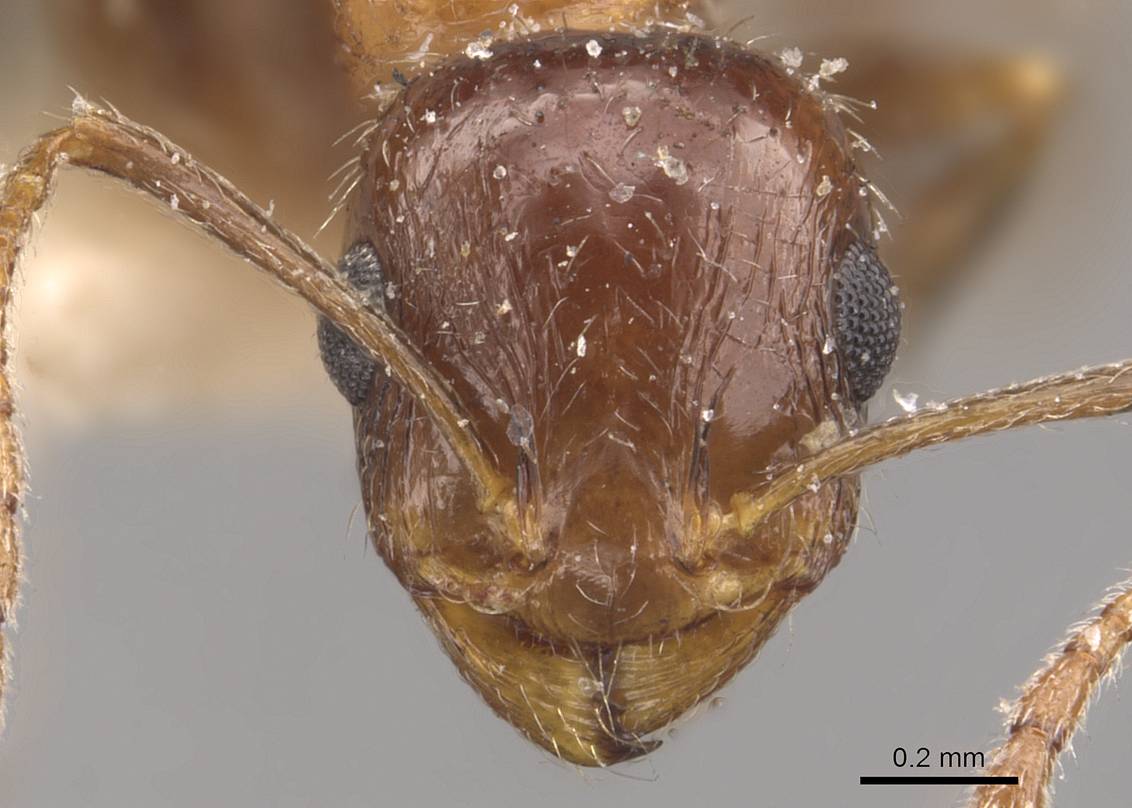 Temnothorax delaparti