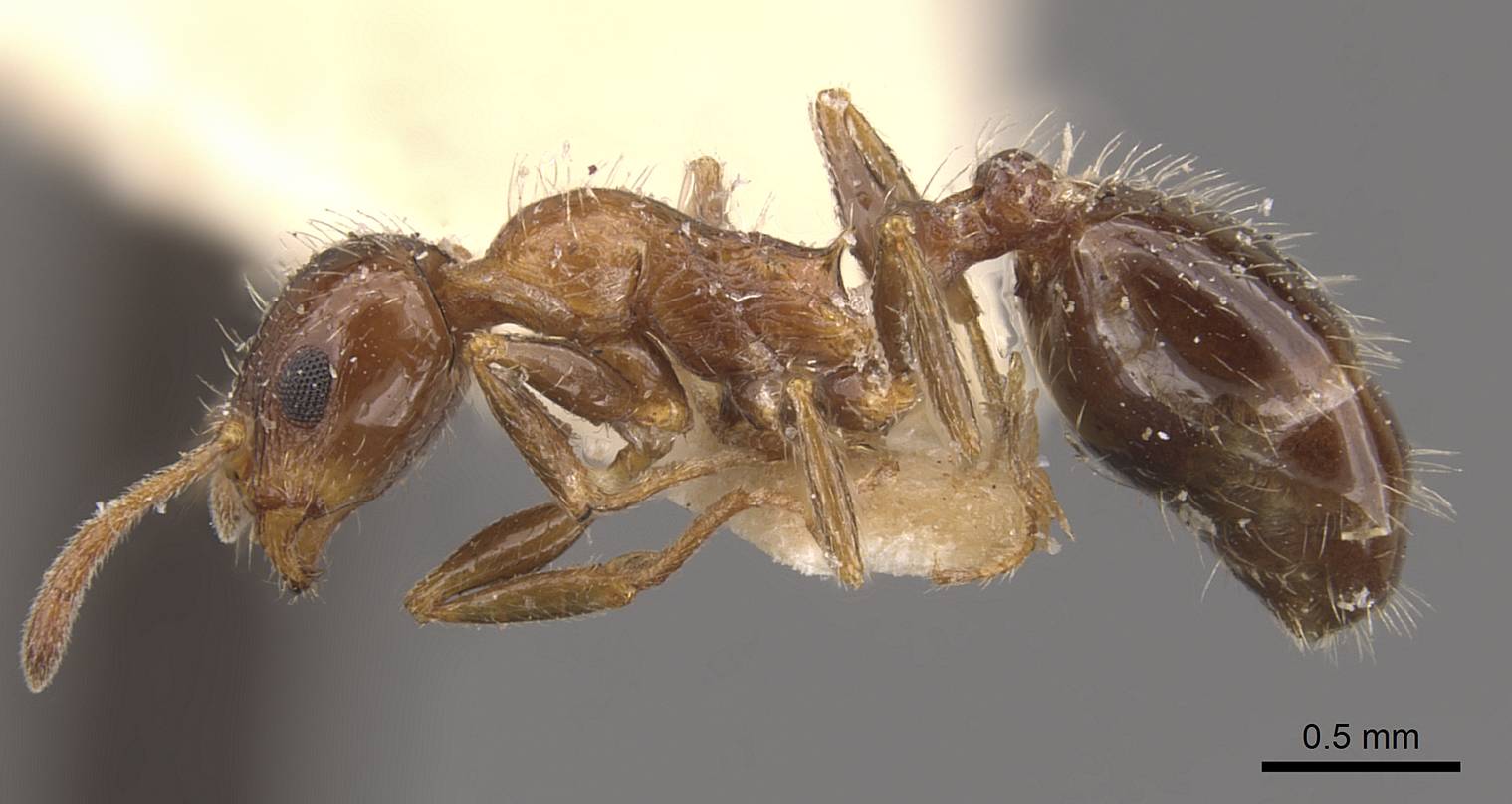 Temnothorax delaparti