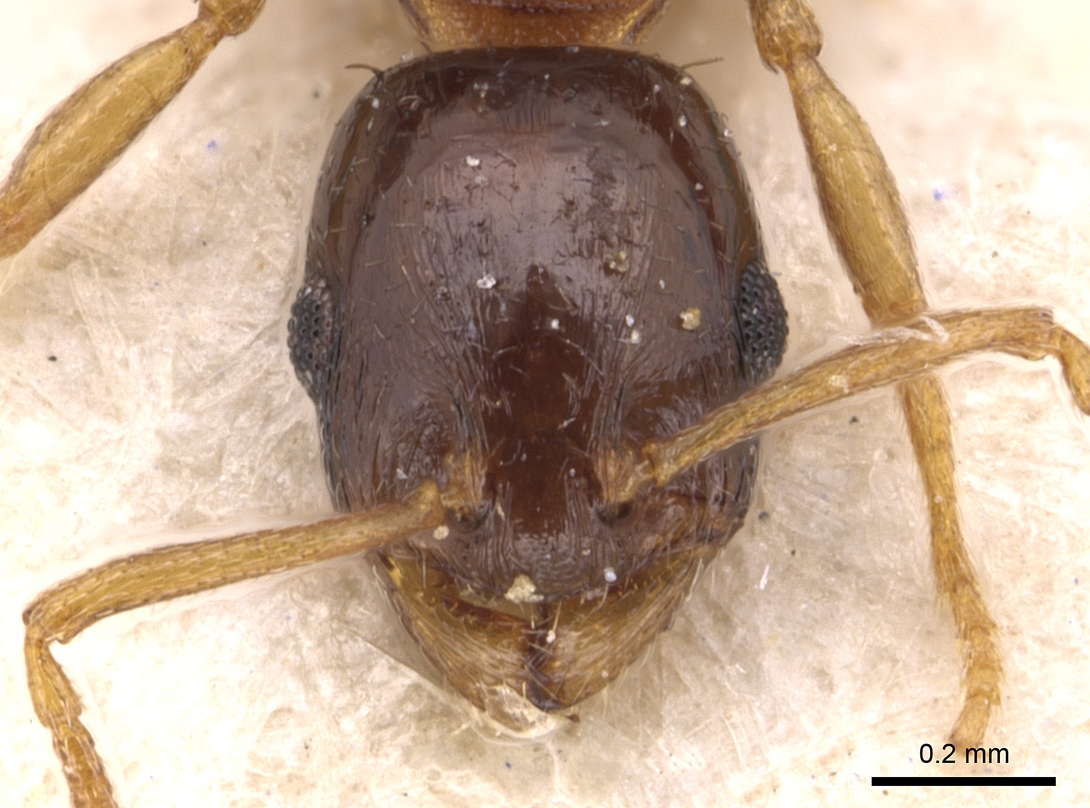 Temnothorax desioi