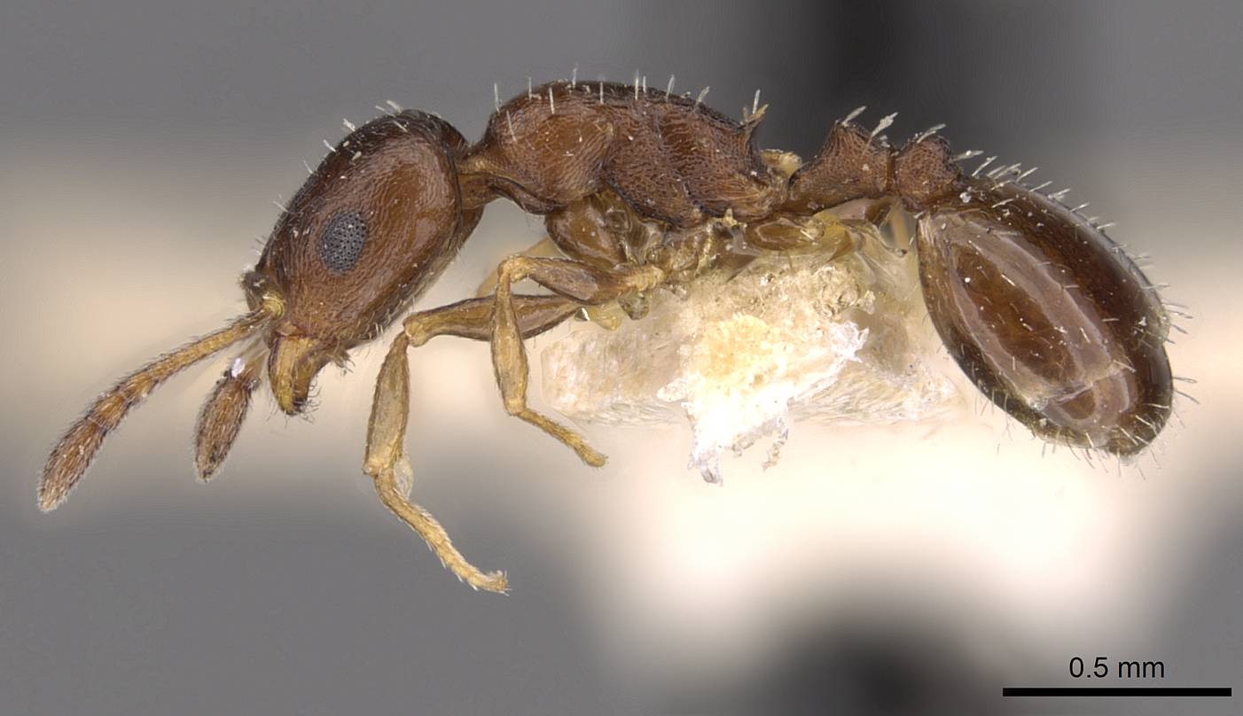 Temnothorax exilis