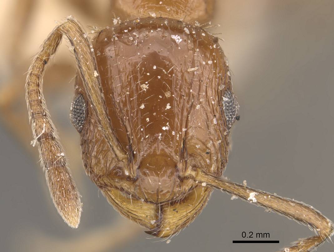 Temnothorax fultoni