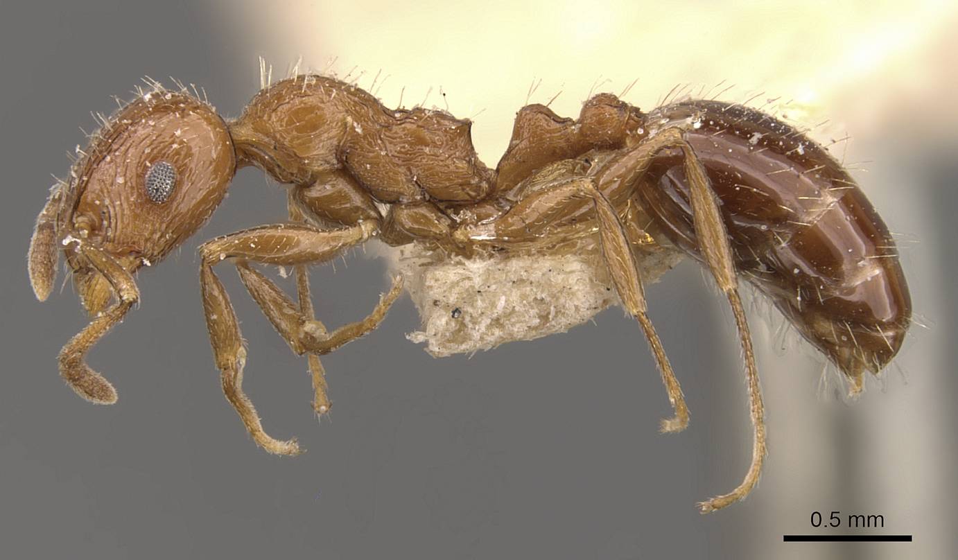 Temnothorax fultoni