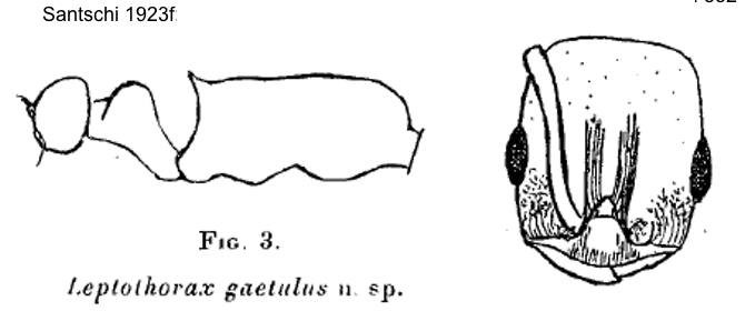 Temnothorax gaetulus