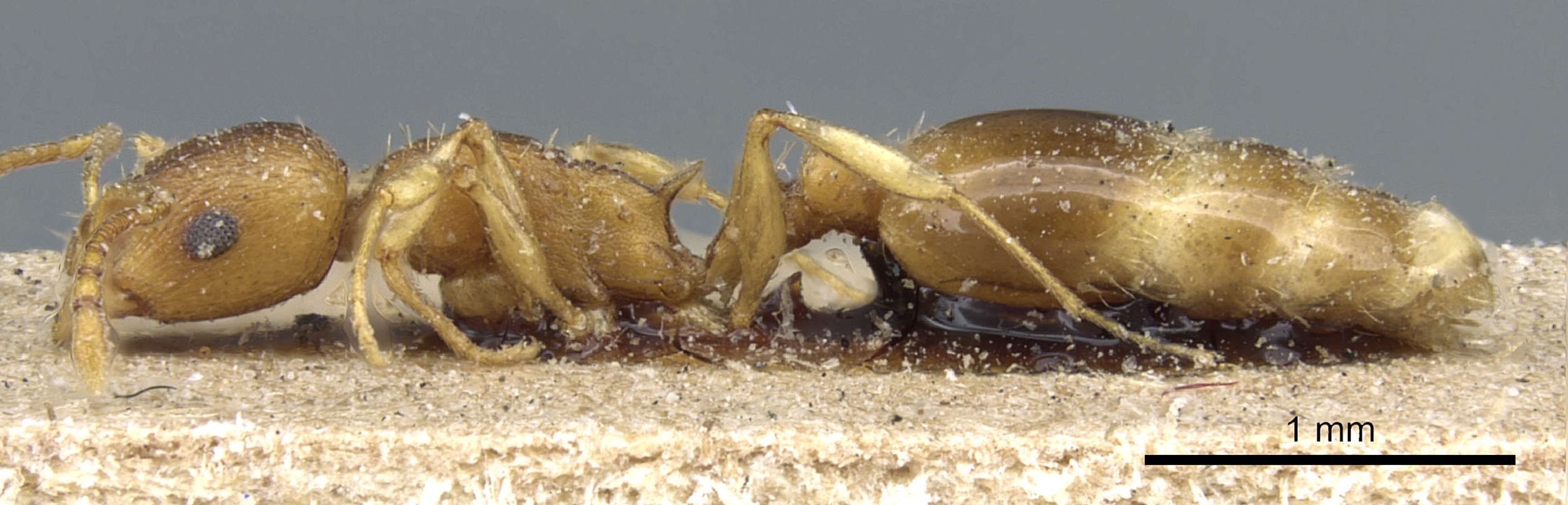 Temnothorax gracilicornis