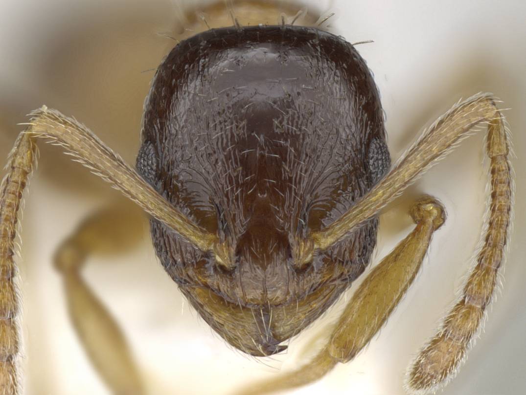 Temnothorax gredosi