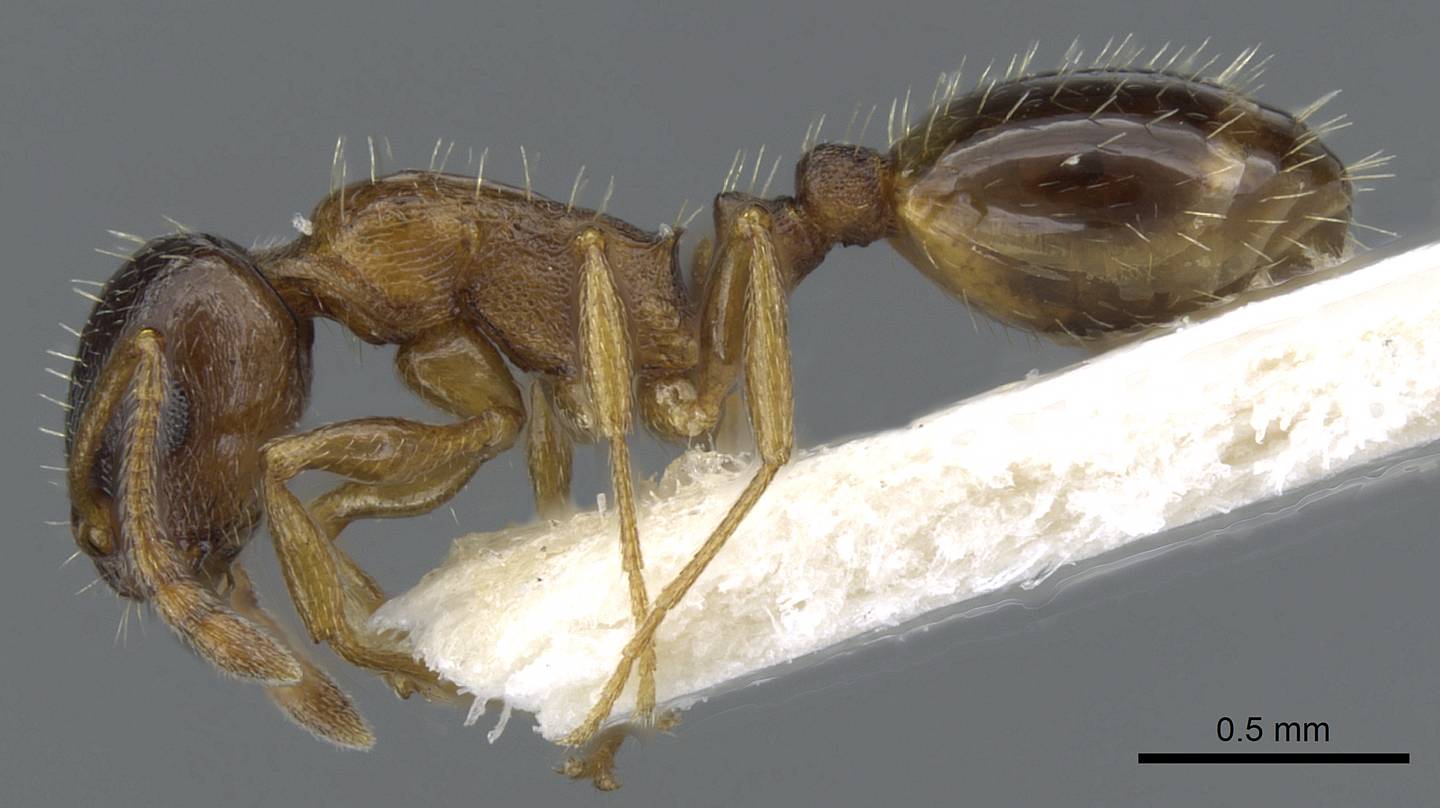 Temnothorax gredosi