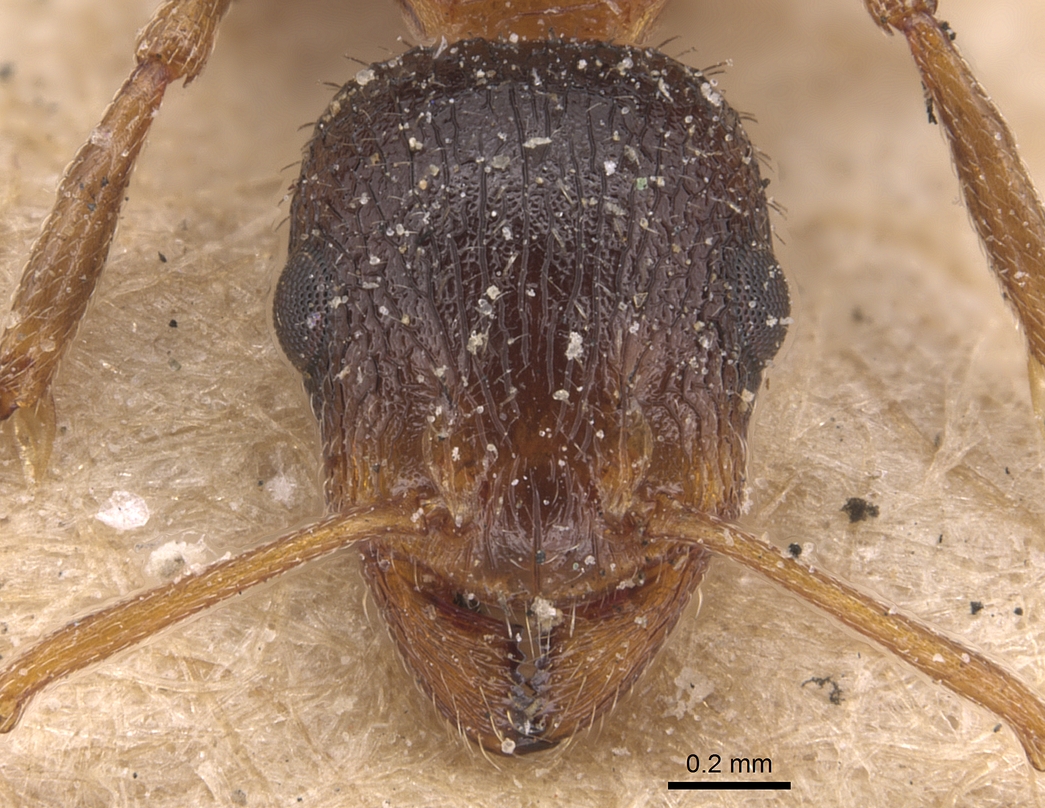 Temnothorax hesperius