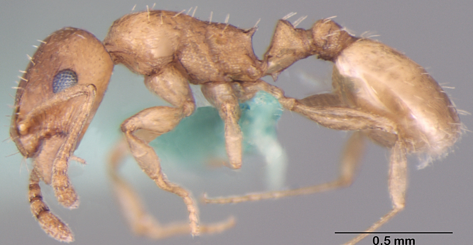 Temnothorax himchalensis