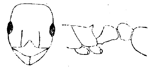 Temnothorax ibericus