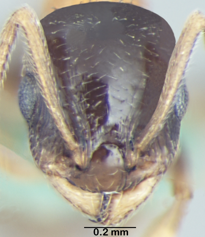 Temnothorax kashmirensis