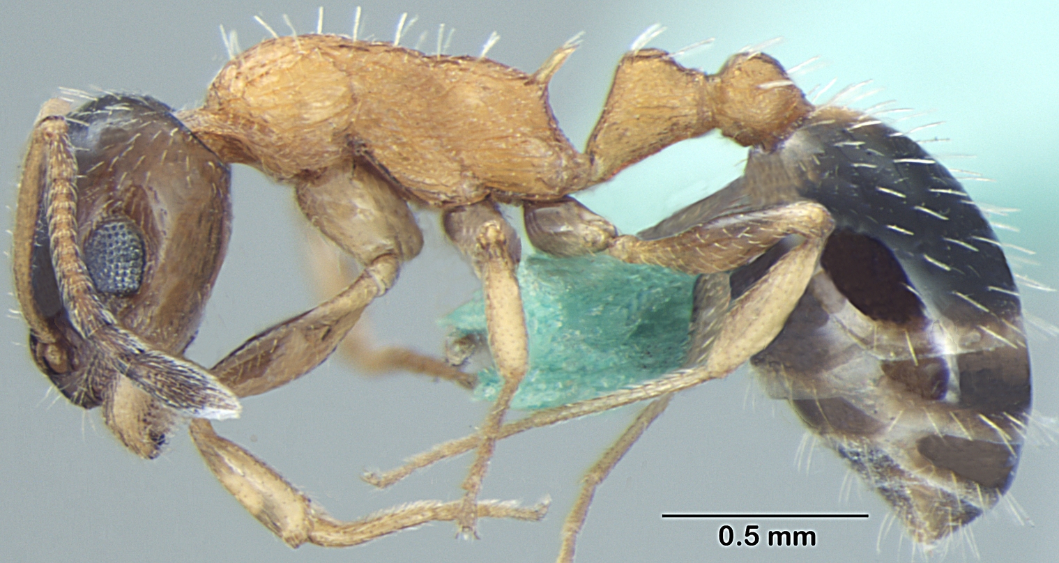 Temnothorax kashmirensis