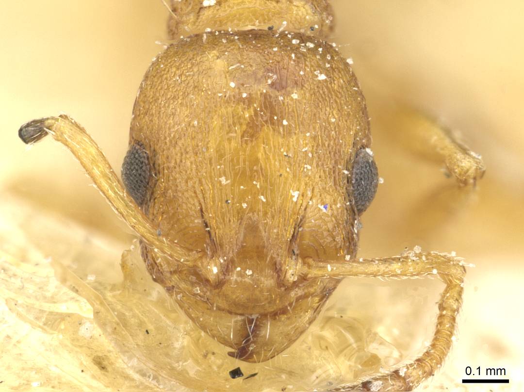 Temnothorax kemali