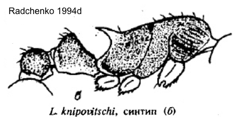Temnothorax knipovitshi