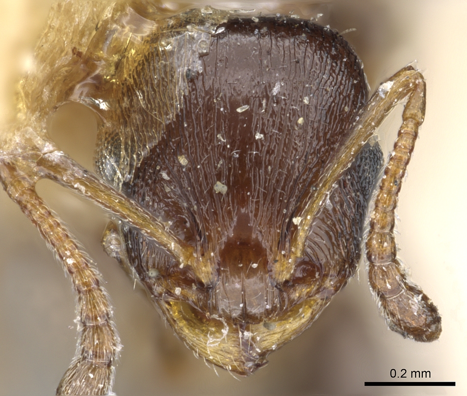 Temnothorax kraussei