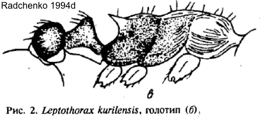 Temnothorax kurilensis