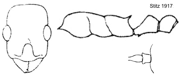 Temnothorax laciniatus