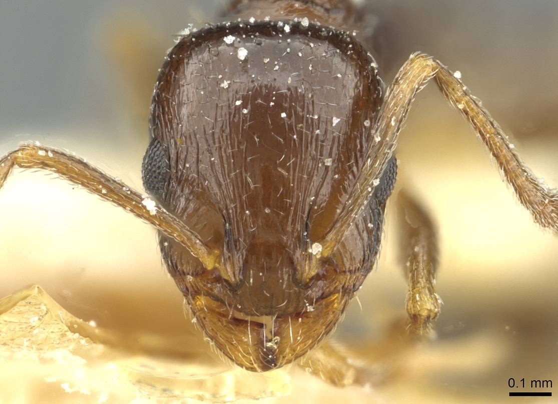 Temnothorax laestrygon