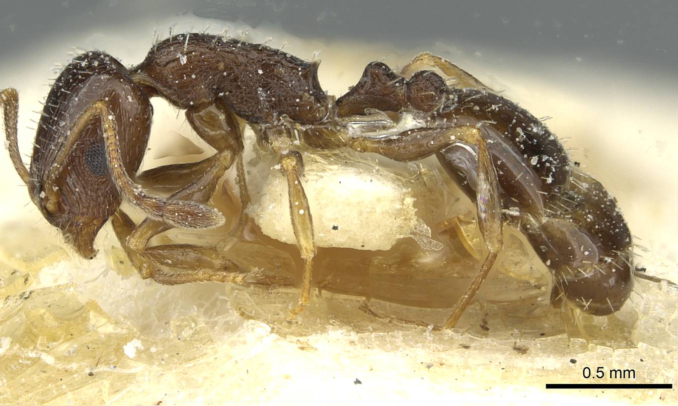 Temnothorax laestrygon