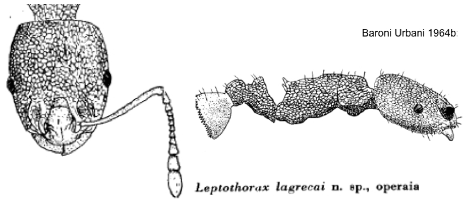 Temnothorax lagrecai