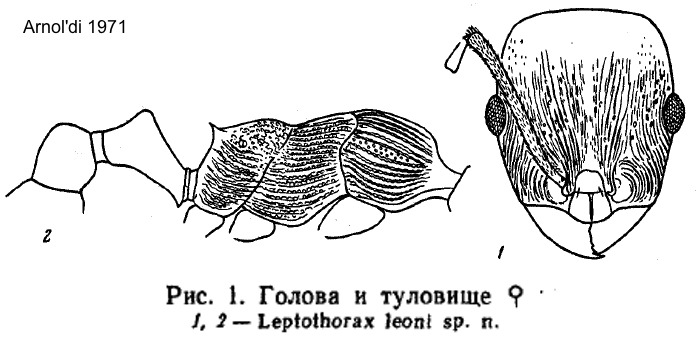 Temnothorax leoni
