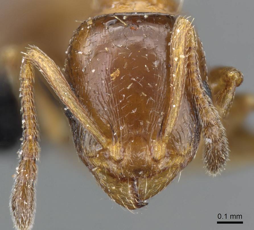 Temnothorax leviceps dichroa