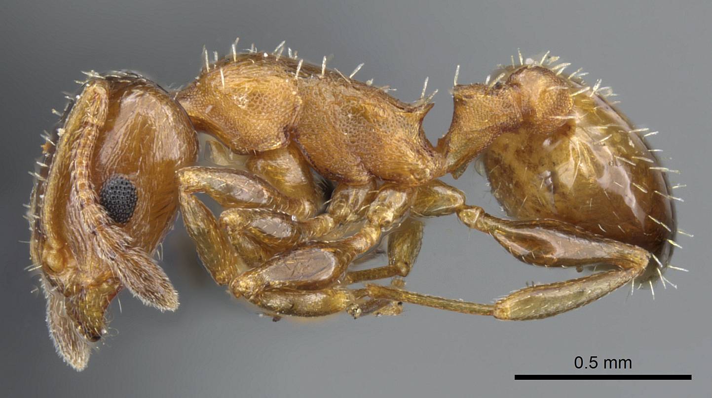 Temnothorax leviceps dichroa