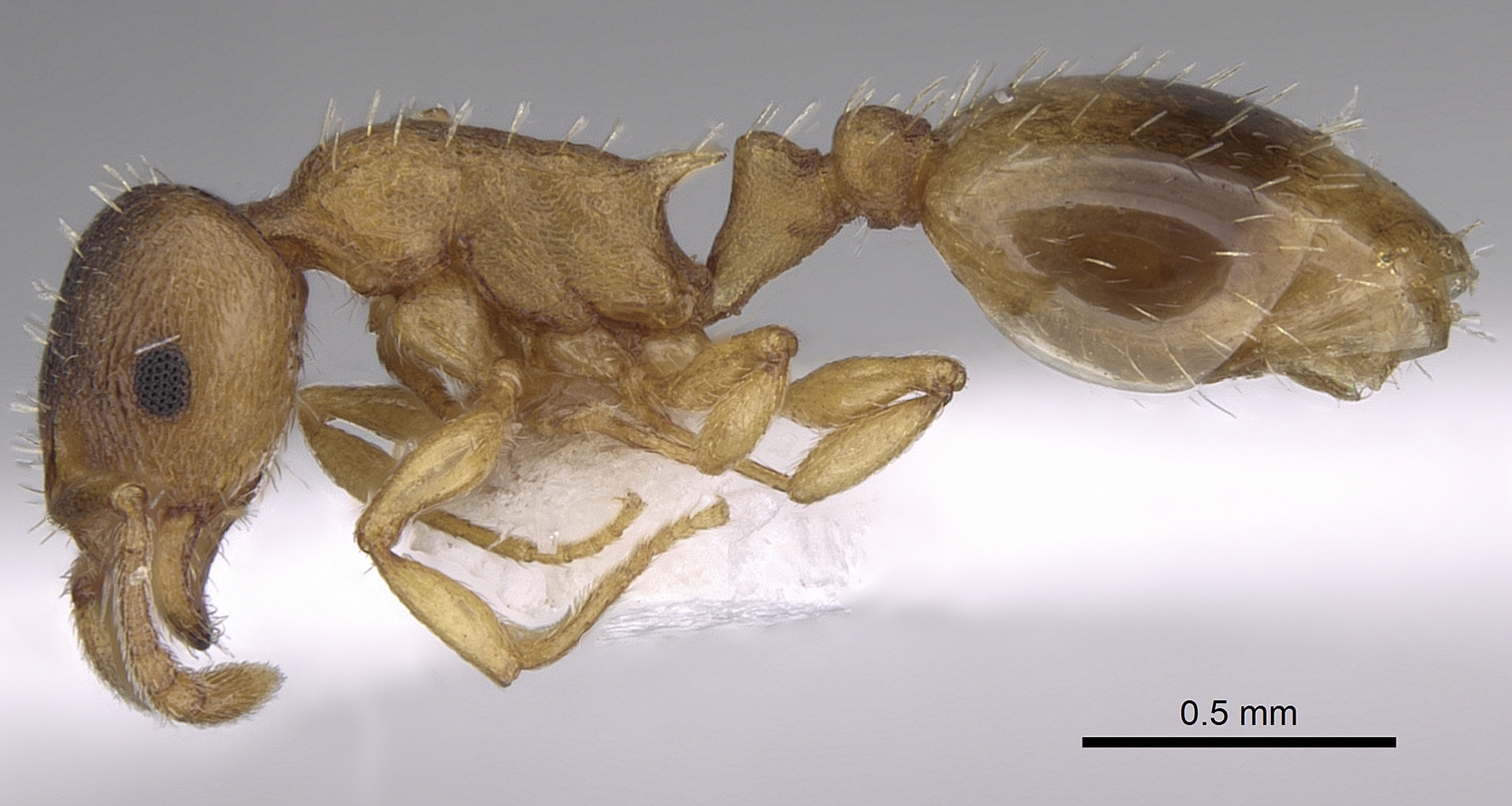 Temnothorax lichstensteini