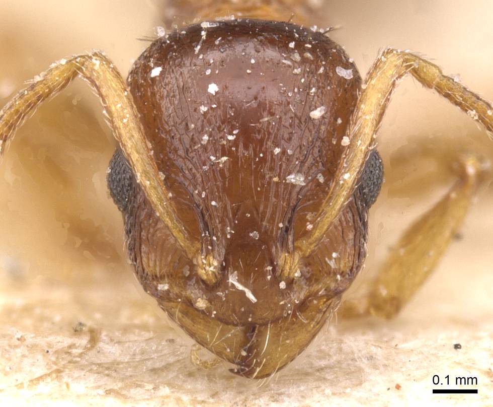 Temnothorax maurus