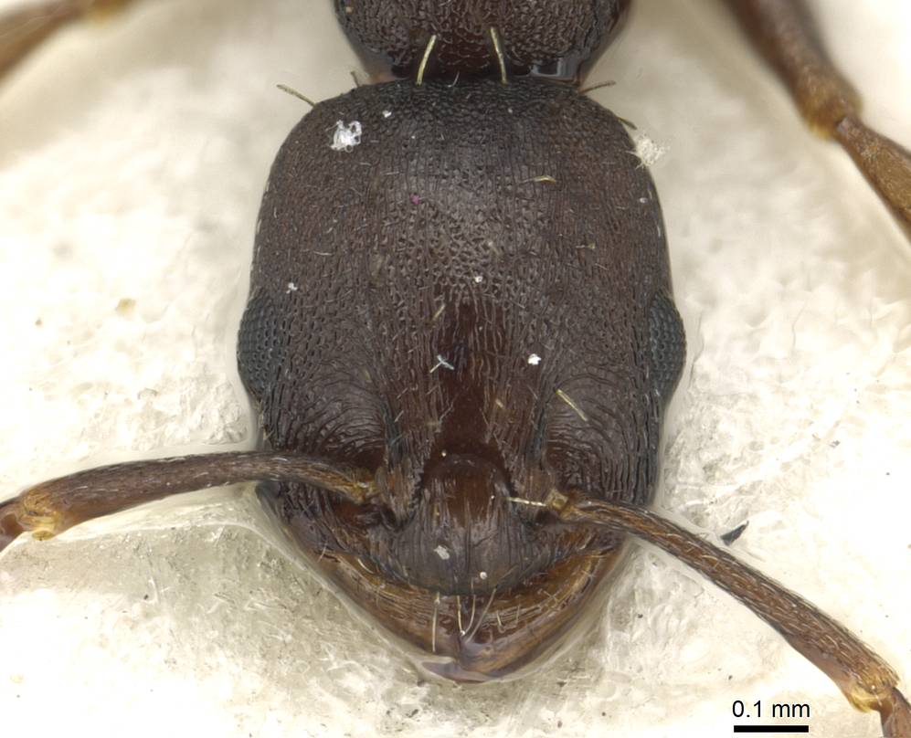 Temnothorax melas