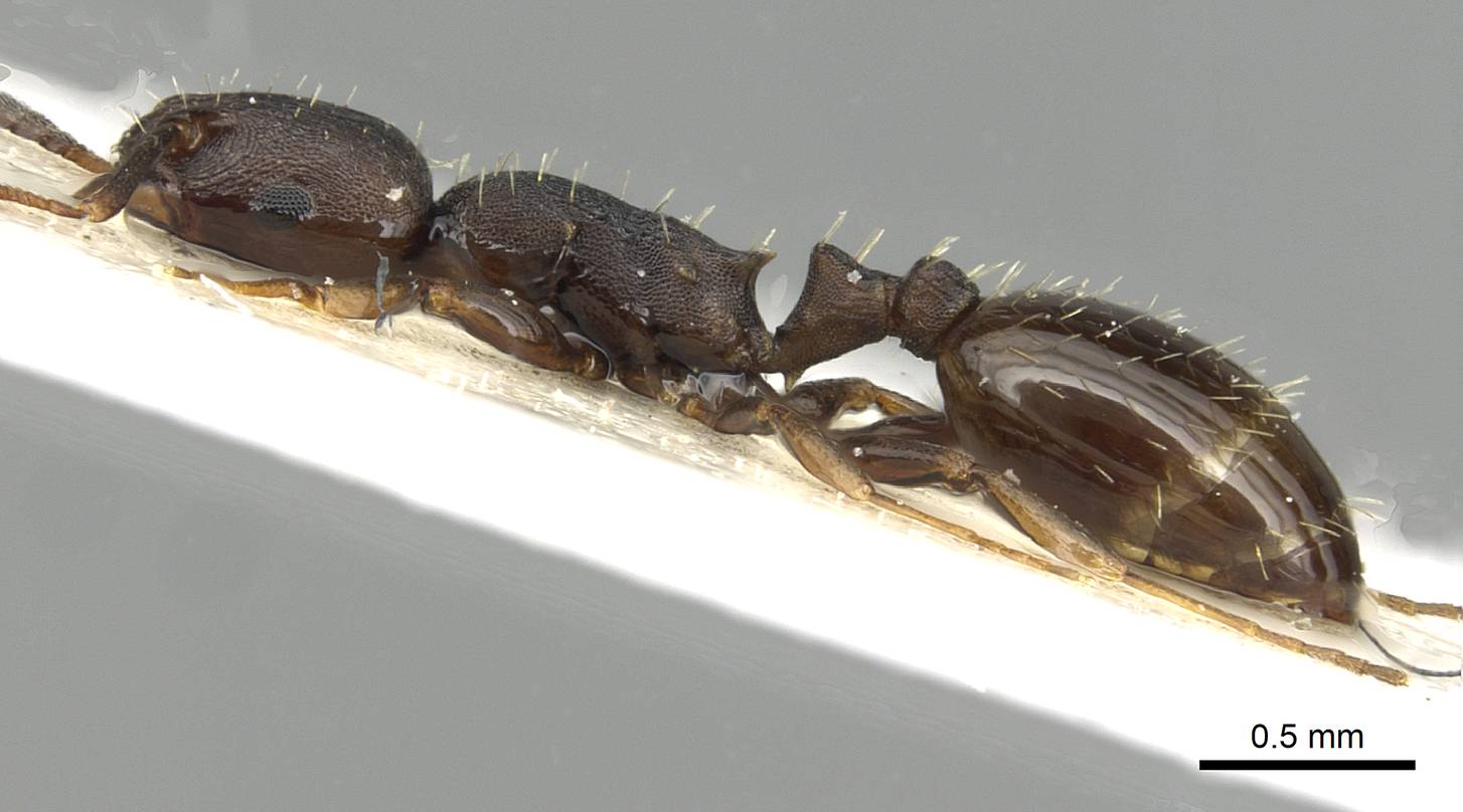 Temnothorax melas