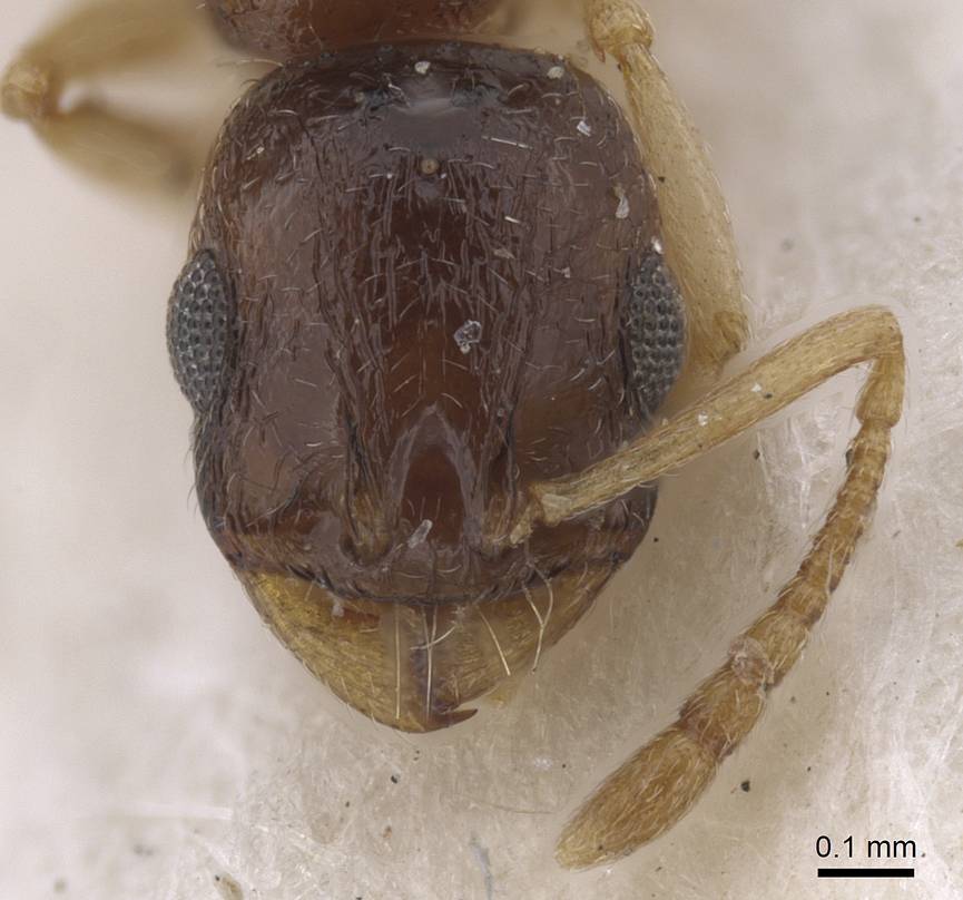 Temnothorax mimeuri