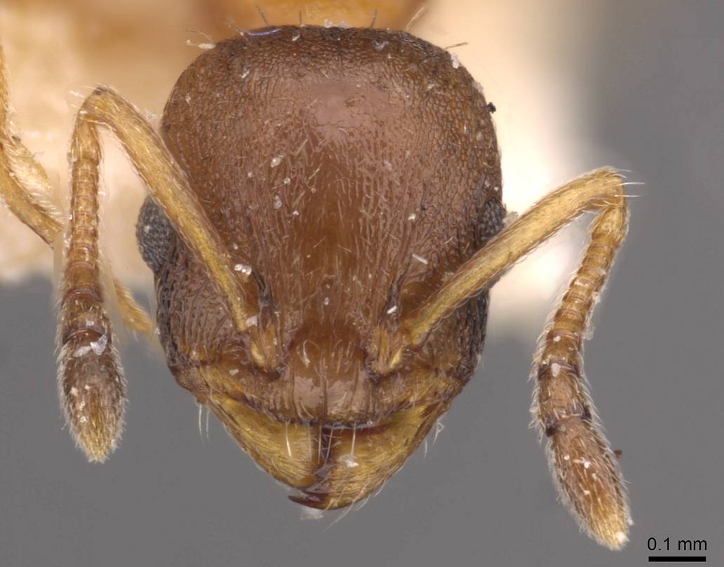 Temnothorax nadigi