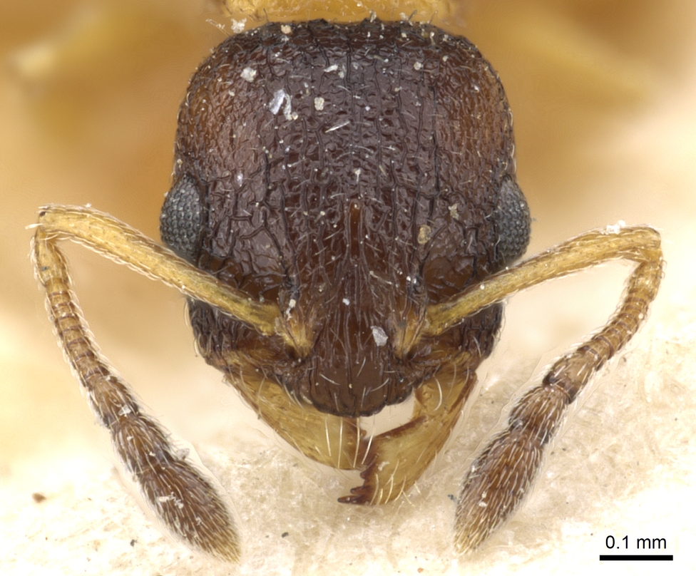 Temnothorax nassanowi