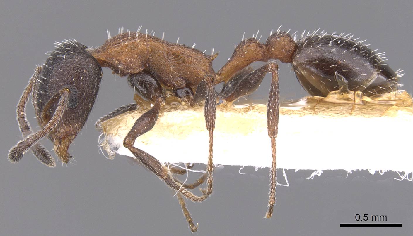 Temnothorax neminan