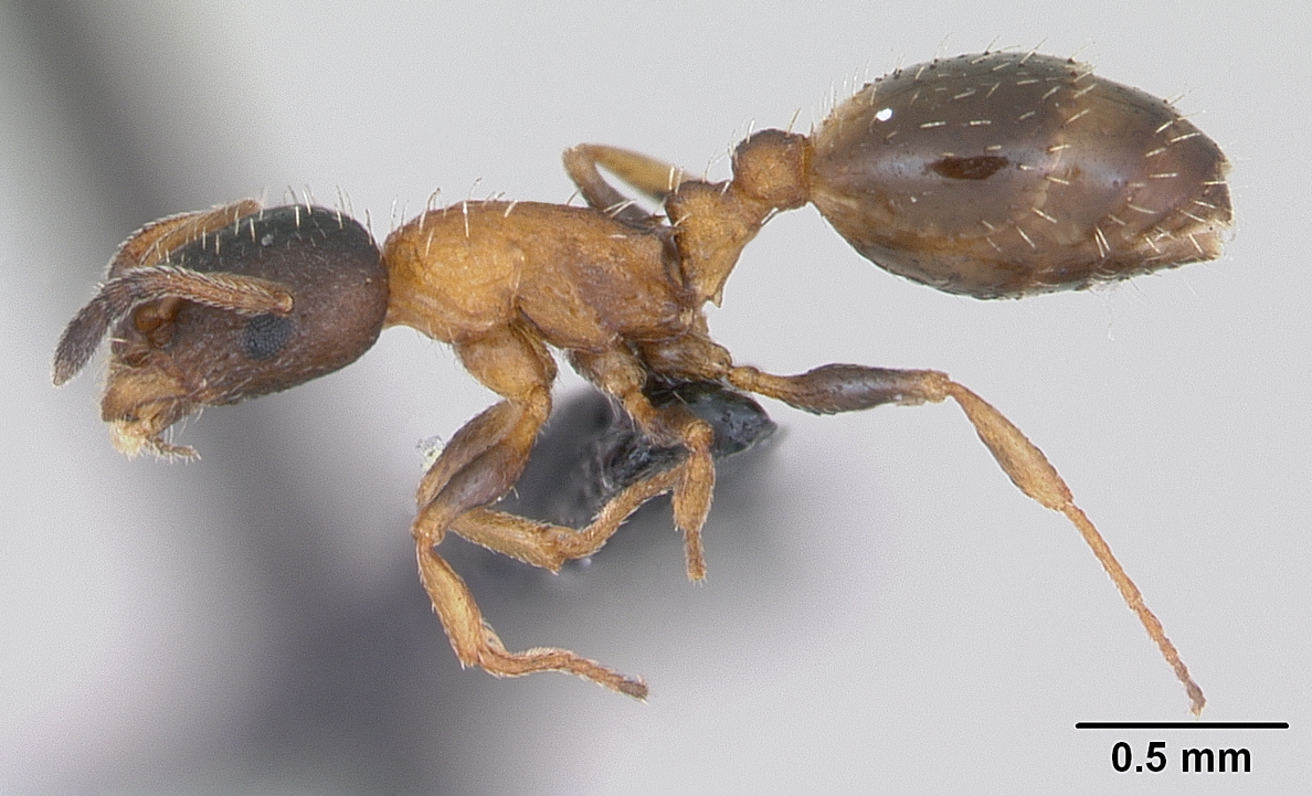 Temnothorax nigriceps