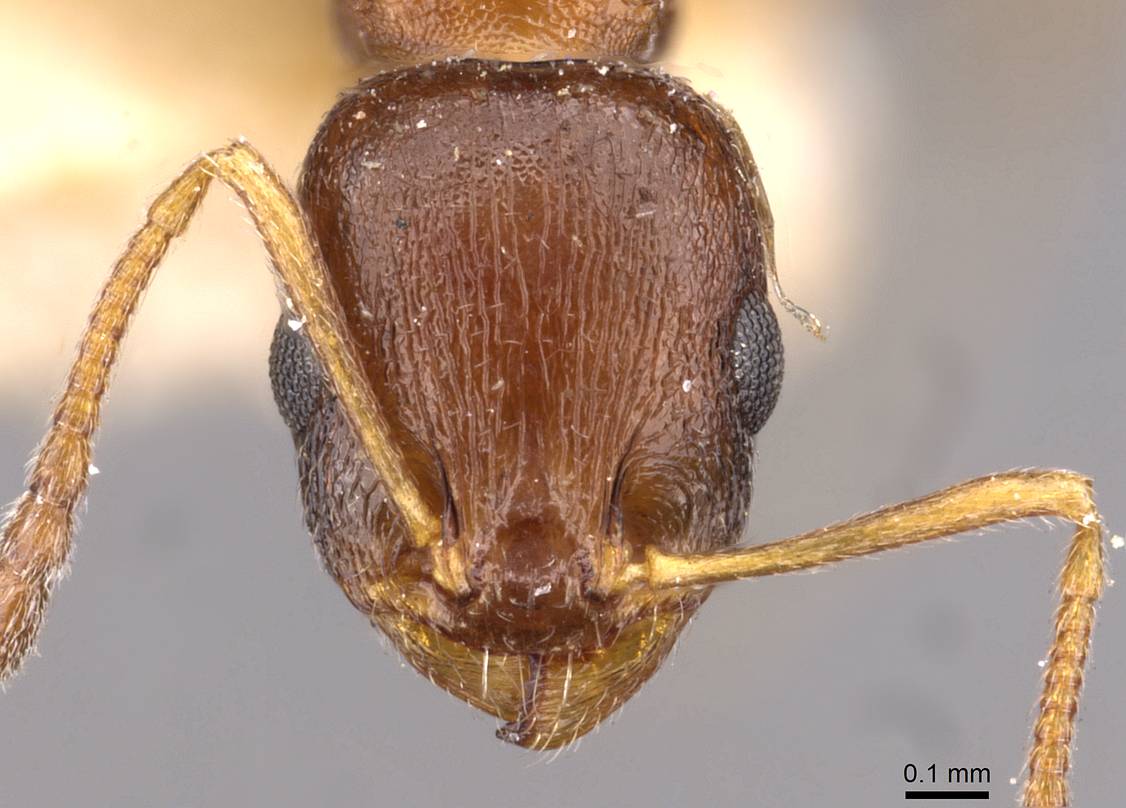 Temnothorax obscurior
