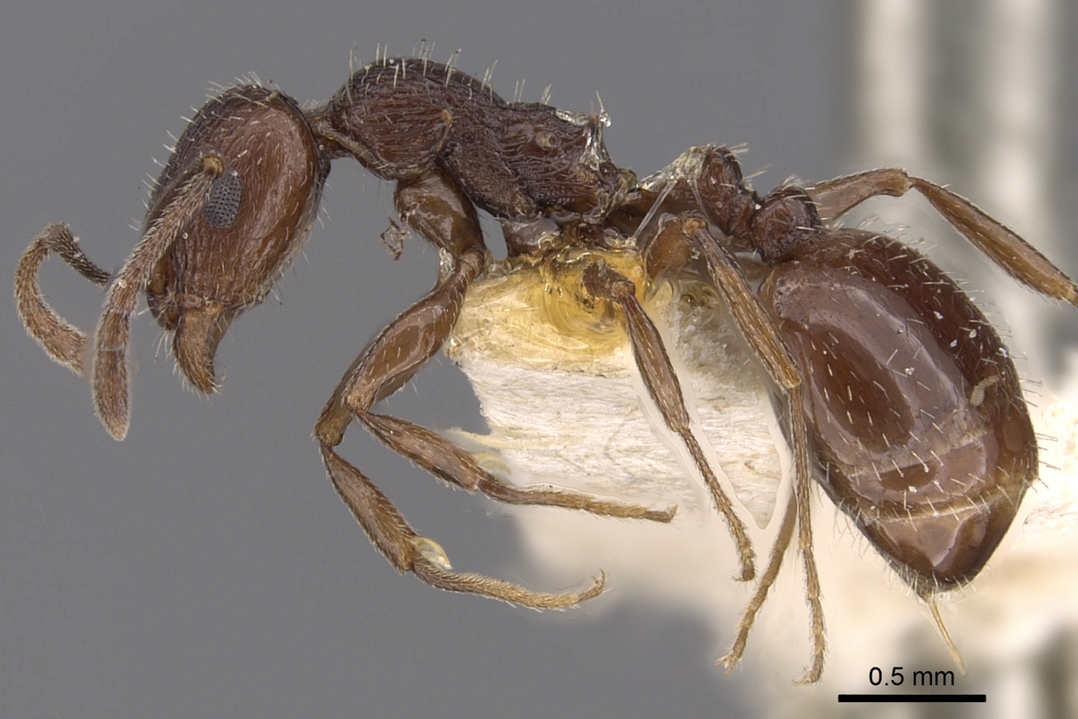 Temnothorax oraniensis