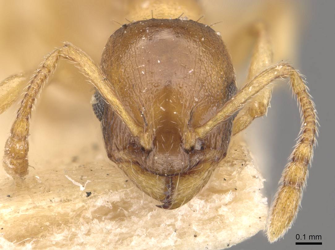 Temnothorax oxianus